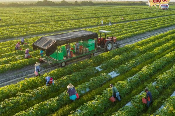Thủ tục xuất khẩu lao động Úc dành cho người mới