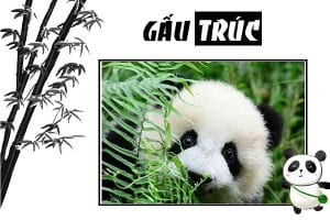 Gấu Truc Sống ở đau Loai động Vật đang Yeu Nhất Thế Giới