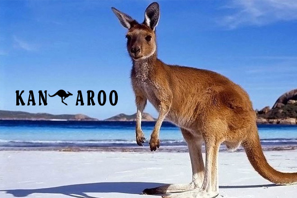 Chuột túi sống ở đâu ? Loại động vật biểu tượng của nước Úc