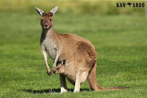 chuột túi, kanguru, kangaroo con, kangaroos, chuột túi kangaroo, căng gu ru, con kangaroo, kangaroo úc, kangaroo sống ở đâu, con chuột túi, chuot tui, kanguru sinh con, con chuot tui, kangaroo là của nước nào, kangaroo của nước nào, xứ sở chuột túi, chuột kangaroo, chuột túi ăn gì, chuột túi sống ở đâu, con chuột túi kangaroo, chuột túi con mới sinh, chuột túi nhảy, chuột túi kangaroo là biểu tượng của nước nào, thịt chuột túi kangaroo