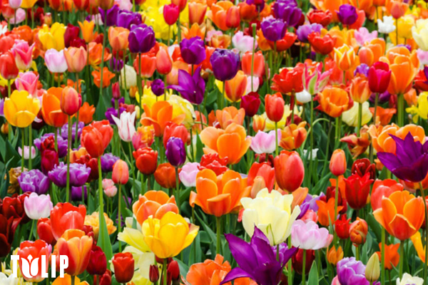 hoa tulip, ý nghĩa hoa tulip, hoa tulip trắng, hoa tulip ở nước nào, hoa tulip vàng, hoa tulip đỏ, hoa tulip đen, hoa tulip hồng, hoa tulip hà lan, hoa tulip ý nghĩa, hoa tulip có ý nghĩa gì, hoa tulip là biểu tượng của nước nào, hoa tulip tượng trưng cho điều gì, hoa tulip của nước nào, hoa tulip ở hà lan, gioi thieu ve hoa tulip, hoa tulip là hoa gì, hoa tulip đẹp nhất thế giới, hoa tulip tượng trưng cho nước nào, hoa tulip ý nghĩa gì, hoa tulip là quốc hoa của nước nào, hoa tulip biểu tượng cho gì, hoa tulip là của nước nào, hoa tulip xuất xứ ở đâu, hoa tulip hà lan tuyệt đẹp, hoa tulip dep nhat the gioi, tulip là quốc hoa của nước nào, hoa tulip ở đâu, hoa tulip biểu tượng của nước nào, quốc hoa của hà lan, hoa tulip la bieu tuong nuoc nao, quốc hoa hà lan, hoa tulip la biểu tượng của nước nào, ý nghĩa của hoa tulip, hoa tulip còn có tên gọi khác là gì, đất nước hoa tulip, hoa tulip o nuoc nao, hoa tuy lip, nguồn gốc hoa tulip, quốc hoa của đất nước hà lan là loài hoa gì, hoa tulip đen ý nghĩa, tulip là gì, hoa ha lan, hoa tulip nước nào, hoa tulip là gì, ý nghĩa hoa tulip đen, hoa tulip tượng trưng cho gì, ý nghĩa của hoa tulip đen, quốc hoa của nước hà lan