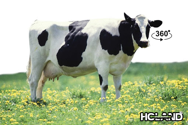 bò sữa hà lan, bò hà lan, năng suất sữa của giống bò hà lan là, bò holstein friesian, bò hà lan lai bò lai sind, hướng sử dụng bò sữa hà lan, tính trạng nổi bật của bò sữa hà lan, hình ảnh bò sữa hà lan, bo ha lan, giống bò sữa hà lan, nguồn gốc của bò sữa hà lan, cách nuôi bò sữa hà lan,con bò sữa hà lan, tính trạng của bò sữa hà lan, nguồn gốc bò sữa hà lan, hình ảnh bò sữa, ảnh bò sữa, hình ảnh con bò sữa, hình con bò sữa, ảnh con bò sữa, bò holstein, đặc điểm của bò sữa, bò sửa, bò sữa, tiếng bò sữa, tìm hiểu về bò sữa