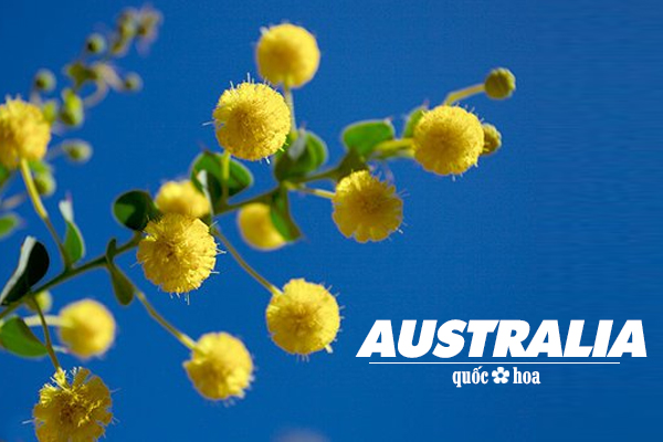 golden wattle, quốc hoa úc, quốc hoa của úc, quốc hoa của australia, keo vàng, cay keo vang, keo vang, hoa keo vàng nước úc, keo hoa vàng, cây keo hoa vàng