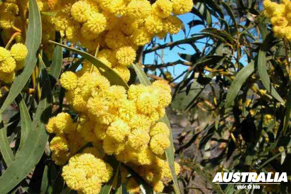 golden wattle, quốc hoa úc, quốc hoa của úc, quốc hoa của australia, keo vàng, cay keo vang, keo vang, hoa keo vàng nước úc, keo hoa vàng, cây keo hoa vàng