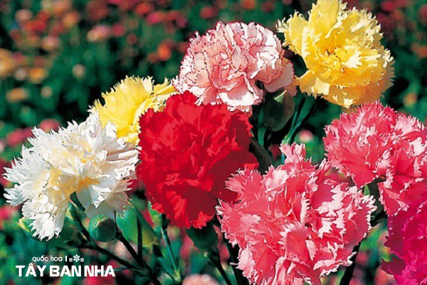 quốc hoa của tây ban nha, hoa cẩm chướng, ý nghĩa hoa cẩm chướng, hoa cẩm chướng có ý nghĩa gì, hoa cẩm chướng ý nghĩa, hoa cẩm chướng đẹp, cây hoa cẩm chướng, hoa cẩm chướng tượng trưng cho điều gì, hoa cẩm chướng còn gọi là hoa gì, đặc điểm hoa cẩm chướng
