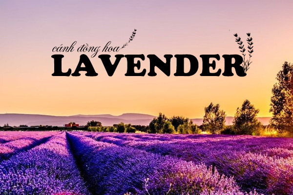 Đắm Chìm Trong Vẻ Đẹp Của Những Cánh Đồng Hoa Lavender Pháp