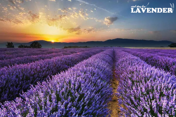 cánh đồng hoa lavender pháp, vườn hoa lavender pháp, cánh đồng lavender pháp, cánh đồng hoa oải hương đẹp nhất thế giới, ảnh cánh đồng hoa đẹp, cánh đồng hoa oải hương ở pháp, cánh đồng hoa oải hương ở provence pháp, hình ảnh hoa lavender, cánh đồng hoa lavender, cánh đồng hoa oải hương, cánh đồng lavender, hình ảnh cánh đồng hoa lavender, những cánh đồng hoa oải hương đẹp nhất thế giới, cánh đồng hoa lavender ở pháp, vườn hoa oải hương ở pháp, hoa oải hương pháp, hình ảnh hoa oải hương, đồng hoa oải hương, hình hoa oải hương, ảnh hoa oải hương đẹp nhất, vườn hoa oải hương, vườn hoa lavender, cánh đồng oải hương, ảnh cánh đồng hoa, ảnh hoa oải hương
