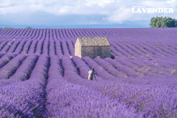 cánh đồng hoa lavender, cánh đồng hoa oải hương, cánh đồng hoa oải hương đẹp nhất thế giới, cánh đồng hoa lavender pháp, cánh đồng lavender, cánh đồng lavender pháp, cánh đồng hoa oải hương ở provence pháp, hình ảnh cánh đồng hoa lavender, những cánh đồng hoa oải hương đẹp nhất thế giới, cánh đồng hoa lavender ở pháp