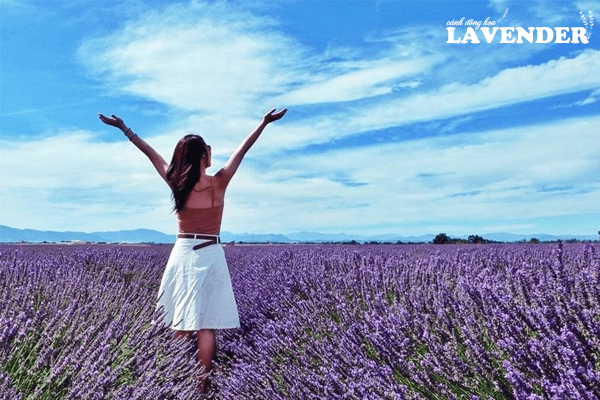 cánh đồng hoa lavender pháp, vườn hoa lavender pháp, cánh đồng lavender pháp, cánh đồng hoa oải hương đẹp nhất thế giới, ảnh cánh đồng hoa đẹp, cánh đồng hoa oải hương ở pháp, cánh đồng hoa oải hương ở provence pháp, hình ảnh hoa lavender, cánh đồng hoa lavender, cánh đồng hoa oải hương, cánh đồng lavender, hình ảnh cánh đồng hoa lavender, những cánh đồng hoa oải hương đẹp nhất thế giới, cánh đồng hoa lavender ở pháp