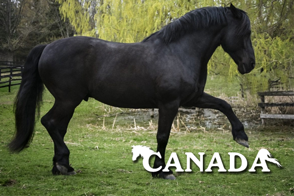 ngựa canada, ngựa canadia