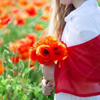 quốc hoa ba lan, quốc hoa của ba lan, anh túc đỏ, hoa anh túc đỏ, ý nghĩa hoa anh túc đỏ, cây anh túc hoa đỏ, cây anh túc đỏ, cây hoa anh túc đỏ, hoa anh túc đỏ ý nghĩa