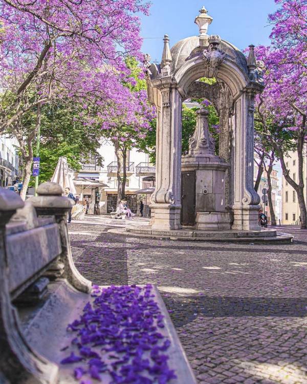 Dam chim trong sac hoa phuong mau tim o Lisbon