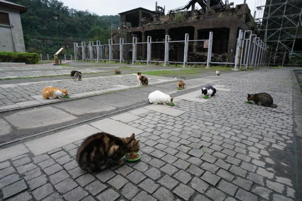 làng mèo đài loan, làng mèo ở đài loan, làng houtong, làng mèo houtong, làng mèo houtong đài loan, làng houtong đài loan, houtong, houtong village, houtong taiwan, houtong đài loan, houtong taipei