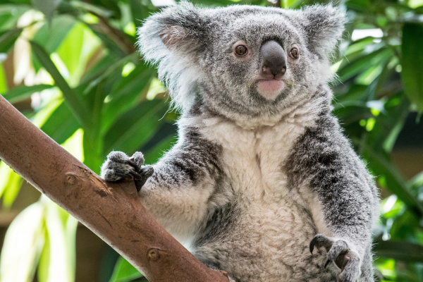 koala là con gì, koala là gì, koala nghĩa là gì, koala bear, con koala là con gì, 