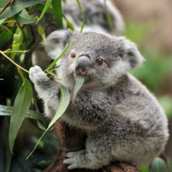 koala là con gì, koala là gì, koala nghĩa là gì, koala bear, con koala là con gì,
