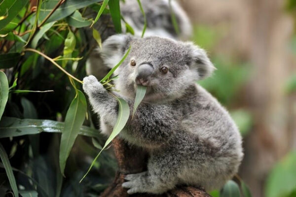 koala là con gì, koala là gì, koala nghĩa là gì, koala bear, con koala là con gì,