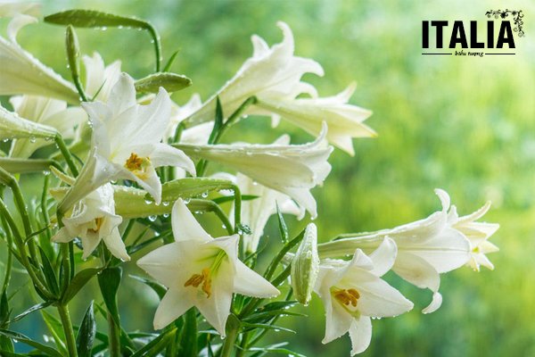 biểu tượng nước ý, biểu tượng của nước ý, biểu tượng của nước ý là gì, biểu tượng nước italia, các biểu tượng của nước ý, biểu tượng của nước italia, con vật biểu tượng của nước ý, biểu tượng của ý, biểu tượng của italia, biểu tượng italia, biểu tượng ý, con vật biểu tượng của nước italia, con vật biểu tượng của ý, ý, nước ý 