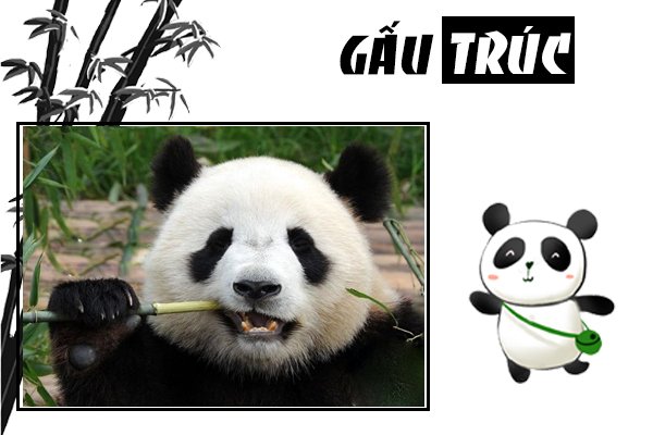 Gấu trúc sống ở đâu? Cùng tìm hiểu về loài động vật đáng yêu nhất thế giới panda, panda là gì, gấu panda, gấu trúc panda, gấu truc panda, gấu trúc trung quốc, trung quốc cho thuê gấu trúc, trung quốc tặng gấu trúc, gấu trúc ăn gì, gấu trúc là quốc bảo của trung quốc, gấu trúc quốc bảo của trung quốc, gấu trúc trung hoa, gấu trúc chỉ có ở trung quốc, gấu trúc nhỏ, gấu trúc dễ thương, gấu trúc sống ở đâu, gấu trúc ở đâu, gấu trúc ở việt nam, gấu trúc có ở đâu, việt nam có gấu trúc không, đặc điểm của gấu trúc, panda sống ở đâu, nuôi gấu trúc ở việt nam, gấu trúc việt nam, gấu trúc có ở việt nam không, gấu trúc đến từ đâu, gấu trúc là biểu tượng của nước nào, gấu trúc lớn, mua gấu trúc ở đâu, có được nuôi gấu trúc không, gấu trúc ở nước nào, gấu trúc có được nuôi không, gấu trúc của nước nào, các loại gấu trúc lớn, nuôi gấu trúc, gấu trúc là gì, đi tìm hiểu cấu trúc của gấu trúc, gấu trúc, cấu trúc của gấu trúc, tìm hiểu cấu trúc của gấu trúc, ở việt nam có gấu trúc không, tính cách của gấu trúc, gấu trúc là gì của trung quốc, panda ăn gì, con gấu trúc, gấu trúc còn bao nhiêu con, gấu trúc con, gấu trúc tiếng anh, gấu trúc có biết bơi không, con gấu trúc tiếng anh là gì, đi tìm cấu trúc của gấu trúc, gấu trúc có ngủ đông không, hình gấu trúc panda, hình gấu trúc, gấu trúc tiếng trung, bán gấu trúc, gấu trúc ăn tre, xem gấu trúc, con gấu trúc đọc tiếng anh là gì, mua gấu trúc, panda gấu trúc, gấu trúc gấu trúc, gấu trúc đẻ con, gấu trúc thuộc họ gì, ve gau truc, tại sao gấu trúc là quốc bảo của trung quốc, gấu trúc bị malaysia trả về trung quốc, gấu trúc đáng yêu, gau panda, gaaus trucs, con gau truc, hinh anh gau truc, gấu trúc tiếng anh là gì, gau truc panda, gấu trúc khổng lồ, hình ảnh con gấu trúc, anh gau truc, hình gấu trúc panda cute, hình ảnh gấu panda, hình ảnh gấu trúc đẹp nhất, thức ăn của gấu, tranh vẽ con gấu trúc, đồ gấu trúc, anan panda, xem còn gấu trúc, panda o, gấu trúc có ý nghĩa gì, con gấu trúc tiếng anh đọc là gì, con gấu trúc trong tiếng anh đọc là gì, gấu trúc trong tiếng anh là gì, số lượng gấu trúc trên thế giới, gấu ban đa, gấu trúc ăn cây trúc, thế giới của gấu trúc, gáu trúc, con panda, quốc bảo gấu trúc, tại sao gấu trúc chỉ có ở trung quốc, gâu truc, gấu trúc con giá bao nhiêu, tại sao gấu trúc ăn tre, gấu trúc ngu, ý nghĩa của gấu trúc, gau truc, gấu banda, thế giới của bé gấu trúc, gấu truc, gấu trúc con dễ thương, hinh gấu trúc, hình ảnh panda, hinh gau truc
