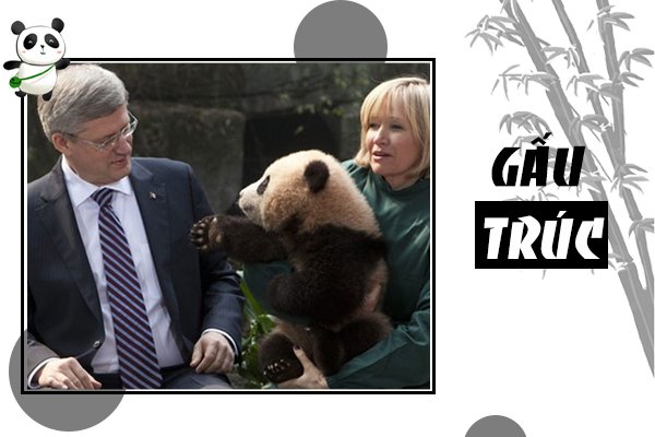 Gấu trúc sống ở đâu? Cùng tìm hiểu về loài động vật đáng yêu nhất thế giới panda, panda là gì, gấu panda, gấu trúc panda, gấu truc panda, gấu trúc trung quốc, trung quốc cho thuê gấu trúc, trung quốc tặng gấu trúc, gấu trúc ăn gì, gấu trúc là quốc bảo của trung quốc, gấu trúc quốc bảo của trung quốc, gấu trúc trung hoa, gấu trúc chỉ có ở trung quốc, gấu trúc nhỏ, gấu trúc dễ thương, gấu trúc sống ở đâu, gấu trúc ở đâu, gấu trúc ở việt nam, gấu trúc có ở đâu, việt nam có gấu trúc không, đặc điểm của gấu trúc, panda sống ở đâu, nuôi gấu trúc ở việt nam, gấu trúc việt nam, gấu trúc có ở việt nam không, gấu trúc đến từ đâu, gấu trúc là biểu tượng của nước nào, gấu trúc lớn, mua gấu trúc ở đâu, có được nuôi gấu trúc không, gấu trúc ở nước nào, gấu trúc có được nuôi không, gấu trúc của nước nào, các loại gấu trúc lớn, nuôi gấu trúc, gấu trúc là gì, đi tìm hiểu cấu trúc của gấu trúc, gấu trúc, cấu trúc của gấu trúc, tìm hiểu cấu trúc của gấu trúc, ở việt nam có gấu trúc không, tính cách của gấu trúc, gấu trúc là gì của trung quốc, panda ăn gì, con gấu trúc, gấu trúc còn bao nhiêu con, gấu trúc con, gấu trúc tiếng anh, gấu trúc có biết bơi không, con gấu trúc tiếng anh là gì, đi tìm cấu trúc của gấu trúc, gấu trúc có ngủ đông không, hình gấu trúc panda, hình gấu trúc, gấu trúc tiếng trung, bán gấu trúc, gấu trúc ăn tre, xem gấu trúc, con gấu trúc đọc tiếng anh là gì, mua gấu trúc, panda gấu trúc, gấu trúc gấu trúc, gấu trúc đẻ con, gấu trúc thuộc họ gì, ve gau truc, tại sao gấu trúc là quốc bảo của trung quốc, gấu trúc bị malaysia trả về trung quốc, gấu trúc đáng yêu, gau panda, gaaus trucs, con gau truc, hinh anh gau truc, gấu trúc tiếng anh là gì, gau truc panda, gấu trúc khổng lồ, hình ảnh con gấu trúc, anh gau truc, hình gấu trúc panda cute, hình ảnh gấu panda, hình ảnh gấu trúc đẹp nhất, thức ăn của gấu, tranh vẽ con gấu trúc, đồ gấu trúc, anan panda, xem còn gấu trúc, panda o, gấu trúc có ý nghĩa gì, con gấu trúc tiếng anh đọc là gì, con gấu trúc trong tiếng anh đọc là gì, gấu trúc trong tiếng anh là gì, số lượng gấu trúc trên thế giới, gấu ban đa, gấu trúc ăn cây trúc, thế giới của gấu trúc, gáu trúc, con panda, quốc bảo gấu trúc, tại sao gấu trúc chỉ có ở trung quốc, gâu truc, gấu trúc con giá bao nhiêu, tại sao gấu trúc ăn tre, gấu trúc ngu, ý nghĩa của gấu trúc, gau truc, gấu banda, thế giới của bé gấu trúc, gấu truc, gấu trúc con dễ thương, hinh gấu trúc, hình ảnh panda, hinh gau truc
