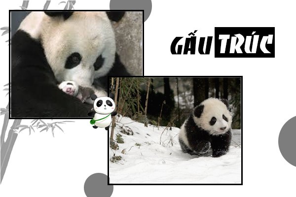 Gấu trúc sống ở đâu? Cùng tìm hiểu về loài động vật đáng yêu nhất thế giới panda, panda là gì, gấu panda, gấu trúc panda, gấu truc panda, gấu trúc trung quốc, trung quốc cho thuê gấu trúc, trung quốc tặng gấu trúc, gấu trúc ăn gì, gấu trúc là quốc bảo của trung quốc, gấu trúc quốc bảo của trung quốc, gấu trúc trung hoa, gấu trúc chỉ có ở trung quốc, gấu trúc nhỏ, gấu trúc dễ thương, gấu trúc sống ở đâu, gấu trúc ở đâu, gấu trúc ở việt nam, gấu trúc có ở đâu, việt nam có gấu trúc không, đặc điểm của gấu trúc, panda sống ở đâu, nuôi gấu trúc ở việt nam, gấu trúc việt nam, gấu trúc có ở việt nam không, gấu trúc đến từ đâu, gấu trúc là biểu tượng của nước nào, gấu trúc lớn, mua gấu trúc ở đâu, có được nuôi gấu trúc không, gấu trúc ở nước nào, gấu trúc có được nuôi không, gấu trúc của nước nào, các loại gấu trúc lớn, nuôi gấu trúc, gấu trúc là gì, đi tìm hiểu cấu trúc của gấu trúc, gấu trúc, cấu trúc của gấu trúc, tìm hiểu cấu trúc của gấu trúc, ở việt nam có gấu trúc không, tính cách của gấu trúc, gấu trúc là gì của trung quốc, panda ăn gì, con gấu trúc, gấu trúc còn bao nhiêu con, gấu trúc con, gấu trúc tiếng anh, gấu trúc có biết bơi không, con gấu trúc tiếng anh là gì, đi tìm cấu trúc của gấu trúc, gấu trúc có ngủ đông không, hình gấu trúc panda, hình gấu trúc, gấu trúc tiếng trung, bán gấu trúc, gấu trúc ăn tre, xem gấu trúc, con gấu trúc đọc tiếng anh là gì, mua gấu trúc, panda gấu trúc, gấu trúc gấu trúc, gấu trúc đẻ con, gấu trúc thuộc họ gì, ve gau truc, tại sao gấu trúc là quốc bảo của trung quốc, gấu trúc bị malaysia trả về trung quốc, gấu trúc đáng yêu, gau panda, gaaus trucs, con gau truc, hinh anh gau truc, gấu trúc tiếng anh là gì, gau truc panda, gấu trúc khổng lồ, hình ảnh con gấu trúc, anh gau truc, hình gấu trúc panda cute, hình ảnh gấu panda, hình ảnh gấu trúc đẹp nhất, thức ăn của gấu, tranh vẽ con gấu trúc, đồ gấu trúc, anan panda, xem còn gấu trúc, panda o, gấu trúc có ý nghĩa gì, con gấu trúc tiếng anh đọc là gì, con gấu trúc trong tiếng anh đọc là gì, gấu trúc trong tiếng anh là gì, số lượng gấu trúc trên thế giới, gấu ban đa, gấu trúc ăn cây trúc, thế giới của gấu trúc, gáu trúc, con panda, quốc bảo gấu trúc, tại sao gấu trúc chỉ có ở trung quốc, gâu truc, gấu trúc con giá bao nhiêu, tại sao gấu trúc ăn tre, gấu trúc ngu, ý nghĩa của gấu trúc, gau truc, gấu banda, thế giới của bé gấu trúc, gấu truc, gấu trúc con dễ thương, hinh gấu trúc, hình ảnh panda, hinh gau truc