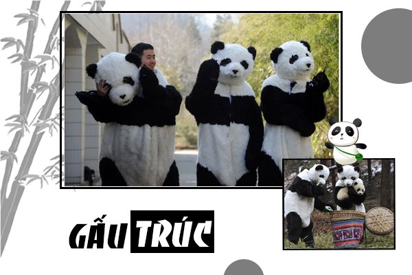 Gấu trúc sống ở đâu? Cùng tìm hiểu về loài động vật đáng yêu nhất thế giới Gấu trúc sống ở đâu? Cùng tìm hiểu về loài động vật đáng yêu nhất thế giới