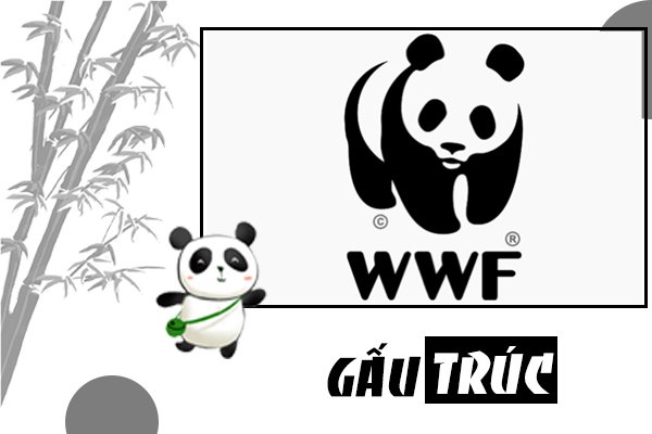 Gấu trúc sống ở đâu? Cùng tìm hiểu về loài động vật đáng yêu nhất thế giới Gấu trúc sống ở đâu? Cùng tìm hiểu về loài động vật đáng yêu nhất thế giới