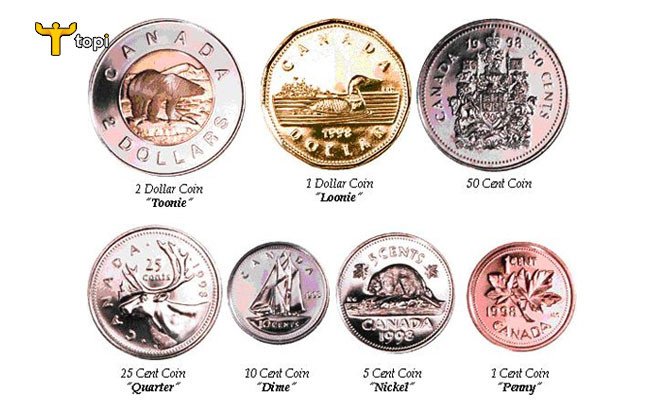 Các đồng tiền xu đô la Canada với nhiều mệnh giá khác nhau, từ 1 cent đến 2 đô la, thể hiện sự đa dạng của tiền tệ Canada.