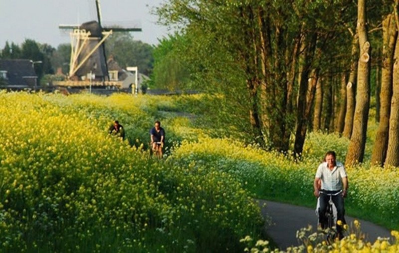 Cánh đồng hoa tulip rực rỡ sắc màu ở Hà Lan