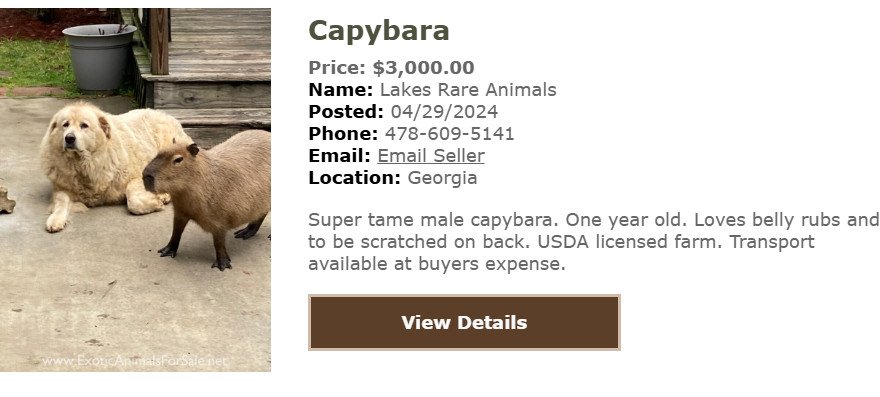 Capybara đang ăn cỏ trong chuồng