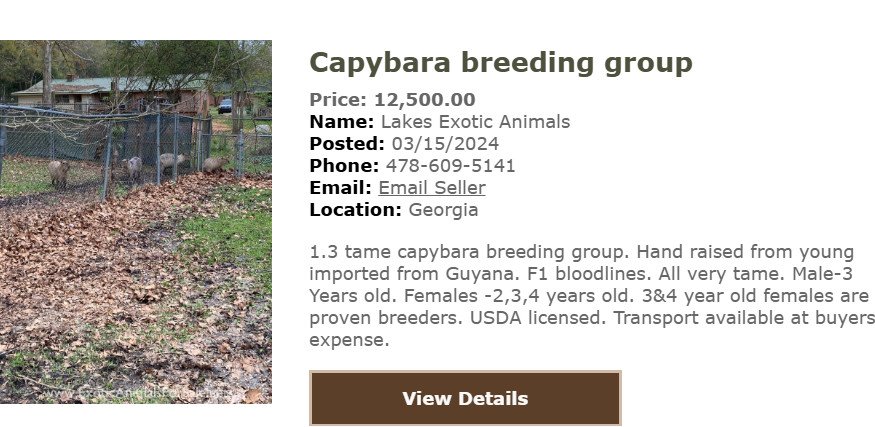 Capybara đứng yên lặng trên cỏ