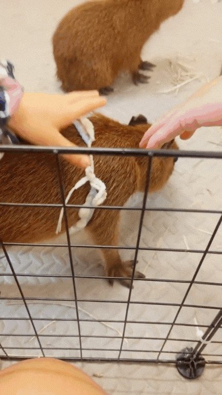 Capybara Giá Bao Nhiêu Tiền Việt Nam? Tổng Quan Chi Phí Nuôi Chi Tiết Capybara thư giãn trong nước đội quả yuzu
