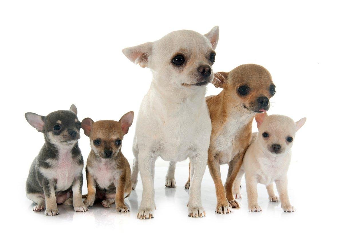 Chú chó Chihuahua