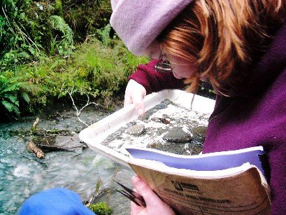 Chuyến đi thực địa côn trùng học tại bờ biển phía Tây New Zealand