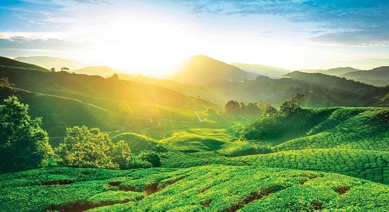 Đồn điền chè xanh mướt tại Cao nguyên Cameron, mang đến không khí trong lành và cảnh quan tuyệt đẹp.