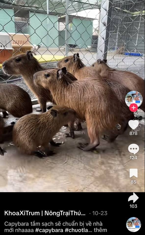 Hai capybara tương tác thân thiện trong chuồng