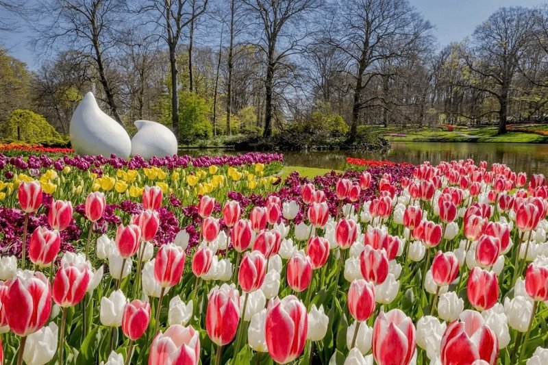 Hình ảnh cận cảnh hoa tulip nhiều màu sắc, biểu tượng của Hà Lan