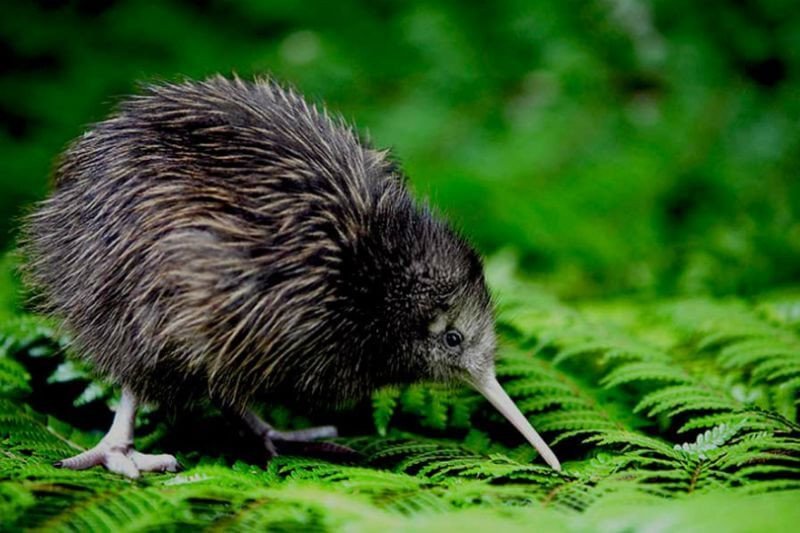 Hình ảnh chim Kiwi, biểu tượng của New Zealand, xứ sở Kiwi độc đáo thuộc châu nào.