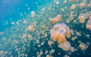 Hồ Sứa độc đáo tại Palau
