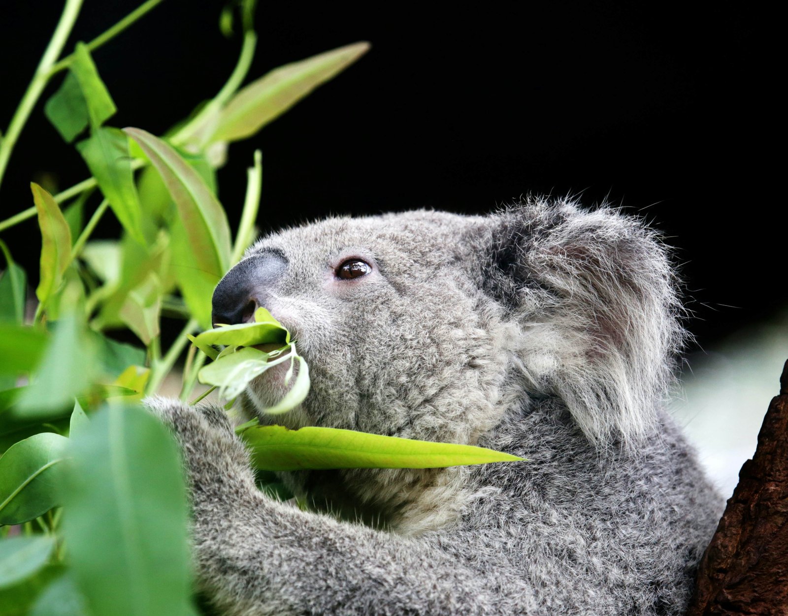 Koala đang ăn lá bạch đàn tại Khu bảo tồn Koala Lone Pine, Úc