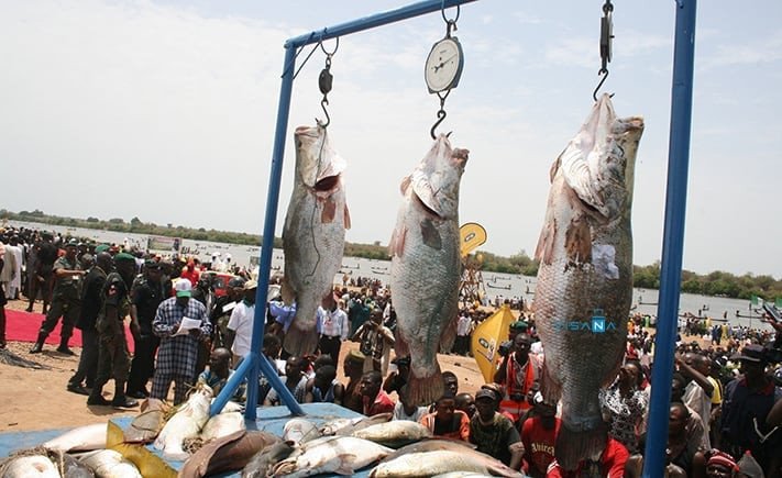 Lễ hội bắt cá Argungu ở Nigeria