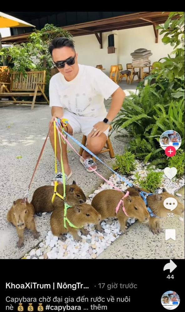 Một capybara to lớn đứng trên bãi cỏ