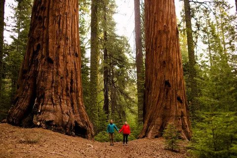Những cây sequoia khổng lồ sừng sững tại Vườn Quốc Gia Sequoia, minh chứng cho sự đa dạng sinh học của Hoa Kỳ