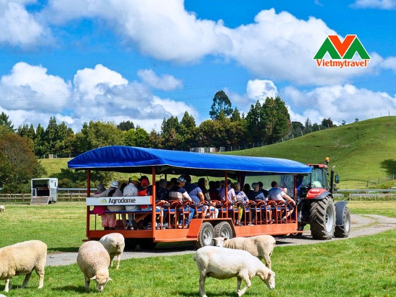Nông trại Agrodome, điểm đến độc đáo trong tour du lịch New Zealand