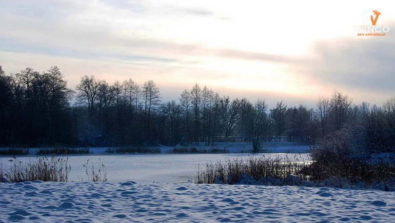 Rừng nguyên sinh Białowieża ở Ba Lan