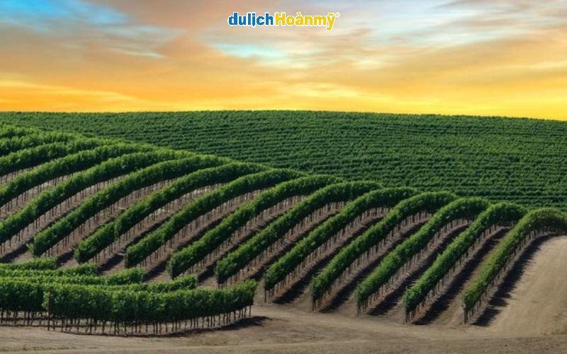 Thung lũng Napa - trung tâm sản xuất rượu vang hàng đầu của Hoa Kỳ