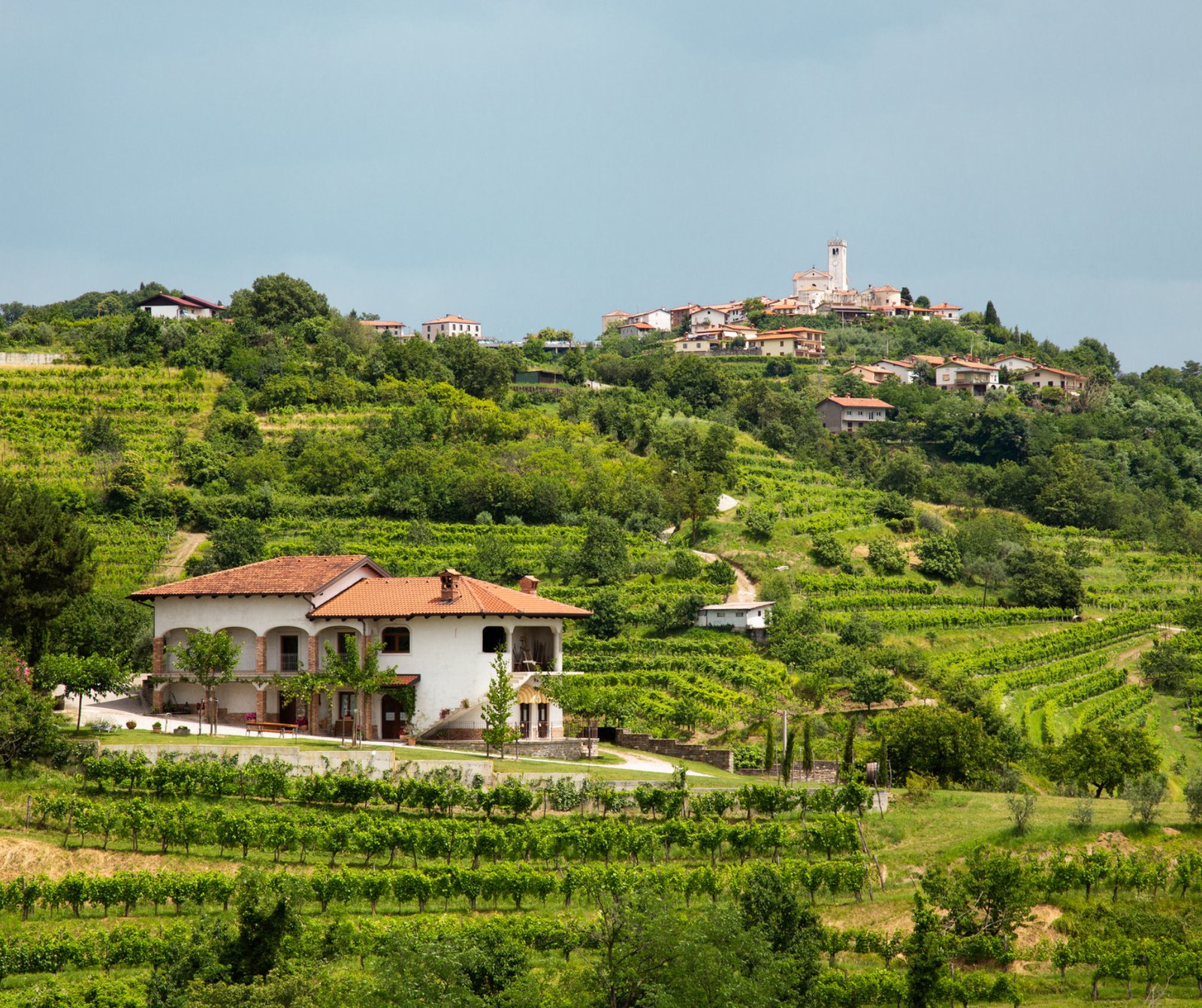 Vùng Brda, thiên đường rượu vang của Slovenia