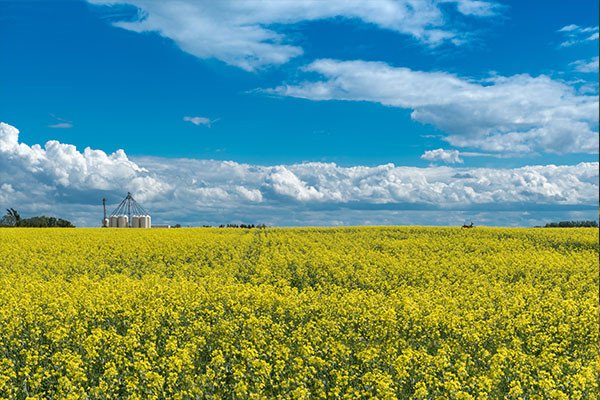 Chương trình định cư Saskatchewan SINP cho người lao động