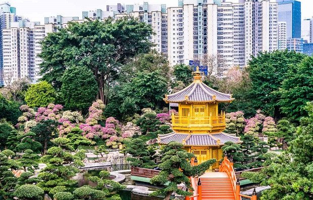 Hoa nở rực rỡ tại Hong Kong vào mùa xuân