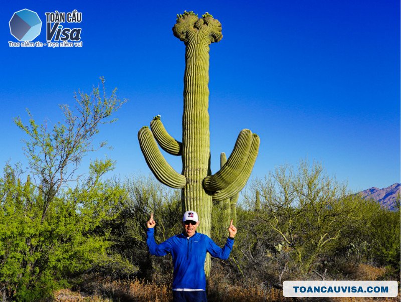 Cây xương rồng Saguaro khổng lồ trong ánh hoàng hôn sa mạc Arizona