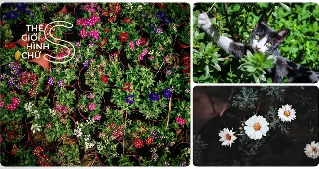 Top 10 Vườn Hoa Đẹp Nhất Ở Đà Lạt Khám Phá Cùng Chúng Tôi! Top 10 Vườn Hoa Đẹp Nhất Ở Đà Lạt Khám Phá Cùng Chúng Tôi!